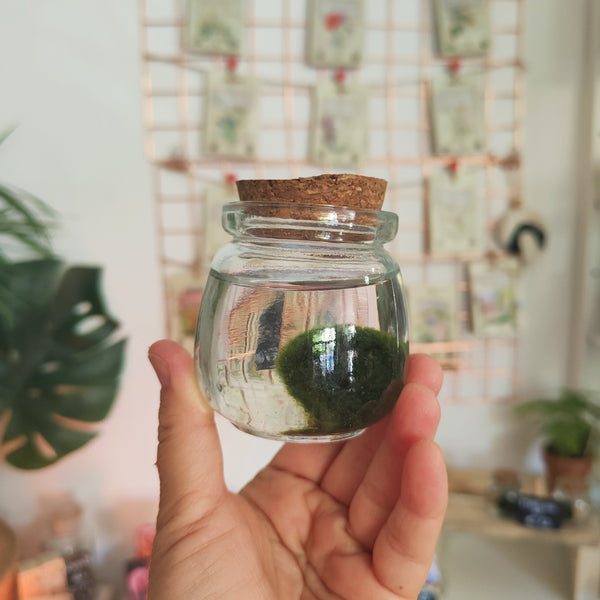 Marimo Alga palla Coppia - Manuri shop