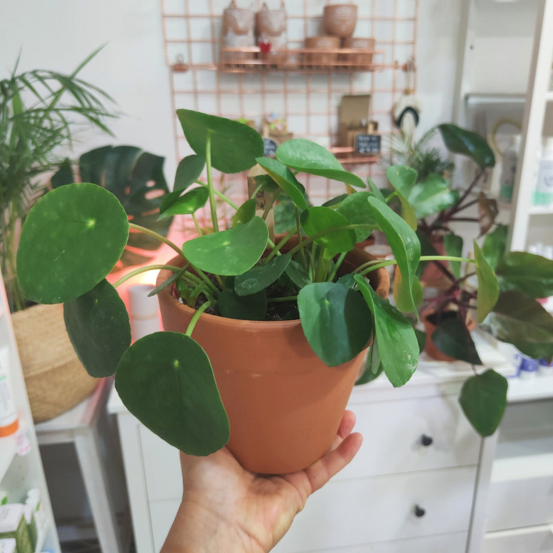 Pilea Peperomioides