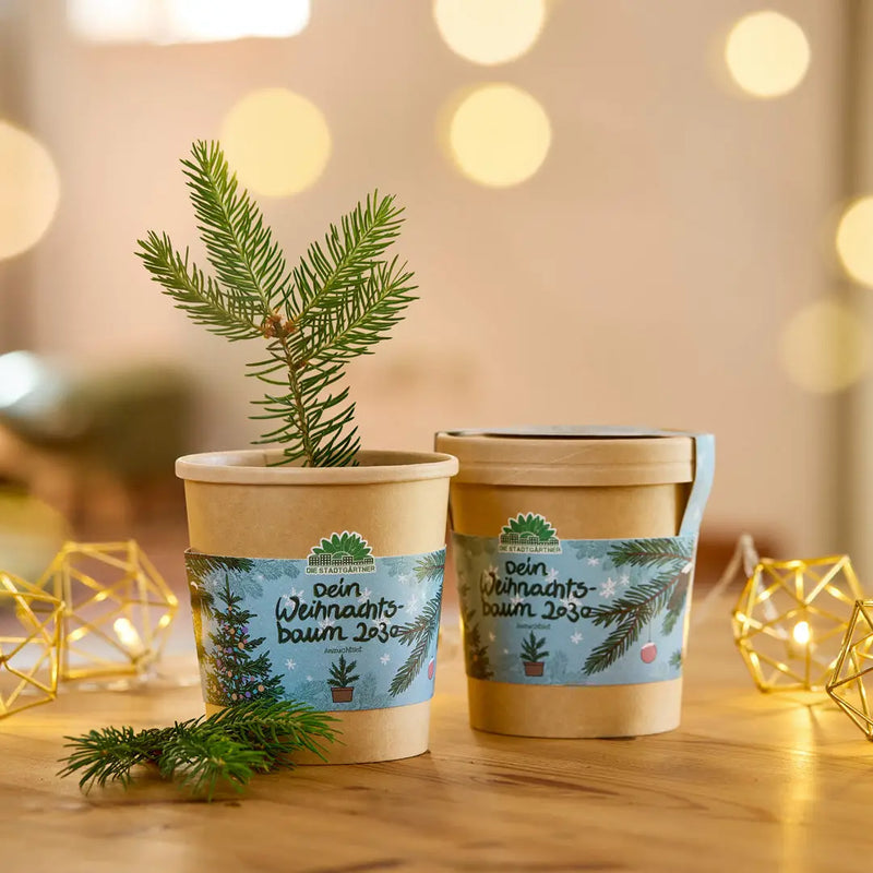 Kit di Coltivazione Albero di Natale