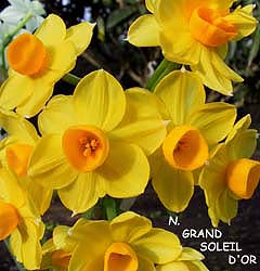 Narciso Grand Soleil D'Or (Tazetta)