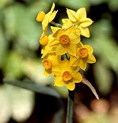 Narciso Grand Soleil D'Or (Tazetta)