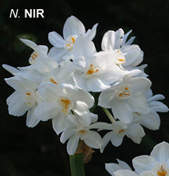 Narciso Nir (Tazetta)