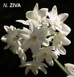 Narciso Ziva (Tazetta)