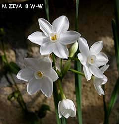 Narciso Ziva (Tazetta)