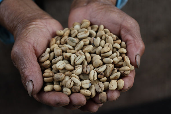 Picapau Amazzonico Caffè Naturale dell'Amazzonia Peruviana