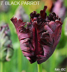 Tulipano Black Parrot