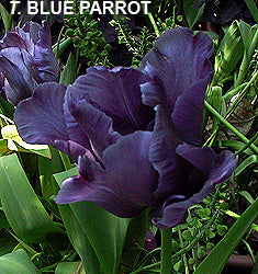 Tulipano Blue Parrot