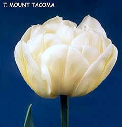 Tulipano Mount Tacoma