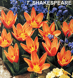 Tulipano Shakespeare