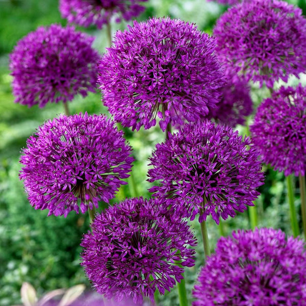 Bulbi di Allium Purple Sensation
